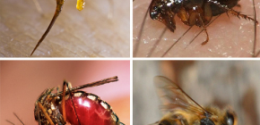 Första hjälpen regler för insektsbett: vad man ska göra först