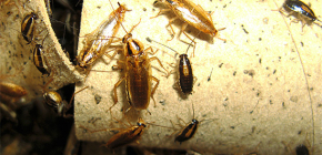 Hur man dödar kackerlackor i lägenheten och till vem att överlåta skadedjurskontroll