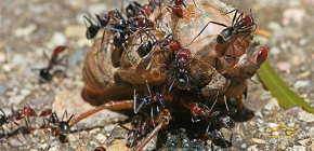 Vilka myror äter