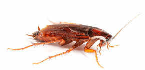 Ju bättre att förgifta kackerlackor i lägenheten?
