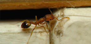 Fällor för inhemska myror i lägenheten