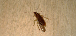 Var gömmer sig kackerlackor vanligtvis i en lägenhet och kan de krypa ut ur avloppet?