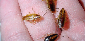 Kackerlackorna är farliga för människors hälsa och vilken skada de orsakar
