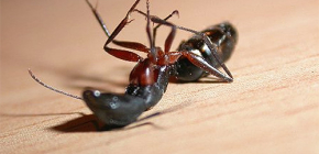Välja ett botemedel mot hemma myror i lägenheten