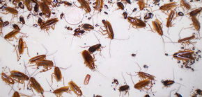 Avlägsnande av cockroaches från lägenheten: steg för steg instruktioner
