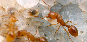 Hur man får myror ur en lägenhet