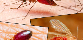 Biter av olika typer av insekter och deras bilder
