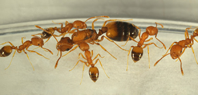 Var kommer myror från huset och behöver du vara rädd för dem