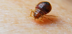 Bilder av bedbug bites