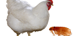 Kycklingloppar och metoder för att hantera dem