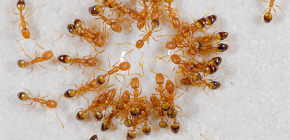 Hur bli av med hemma myror
