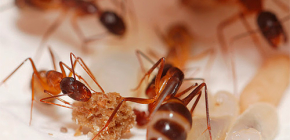 Förstörelsen av myror i lägenheten