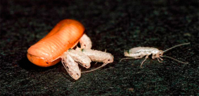 Hur många kackerlackor kan kläcka (födas) från ett ägg?