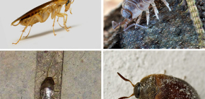 De typer av insekter som kan leva i lägenheten, och deras bilder
