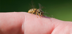 Wasp gift: är det bra för människokroppen och hur fungerar det