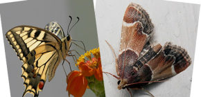 Varför har moth ingen proboscis - är det inte en fjäril?