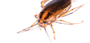 Effektiv botemedel mot kackerlackor Global (Globol)