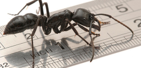 Hur många ben har myror?
