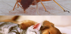 Kan bedbugs bita husdjur (katter, hundar, kycklingar)?