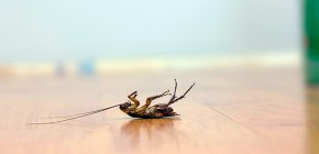 Välja ett effektivt gift för kackerlackor