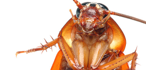 Bilder av olika typer av kackerlackor