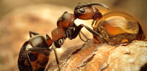 Bilder av olika art av myror och intressanta funktioner i sitt liv