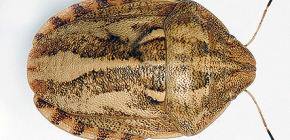 Skadlig sköldpadda (Eurygaster integiceps)