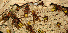 Hornets nestar (foto): om deras enhet och hur man tar bort dem korrekt och säkert