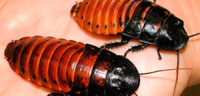 Om livet för Madagaskar som kysser kackerlackor och deras underhåll hemma