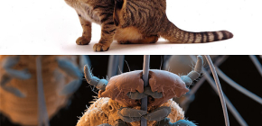 Har katter lus och hur man tar bort små parasiter från djurhår