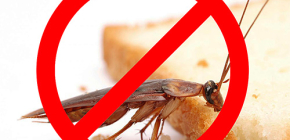 Förstörelsen av insekter: användbara tips och viktiga nyanser