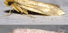 Moth: bilder av olika arter av denna insekt