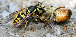 Metoder för att hantera tjurar i apiaryen: hur man räddar bin från attacker