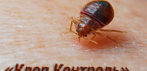 Skadedjursbekämpning Bedbug Control och funktioner i sitt arbete