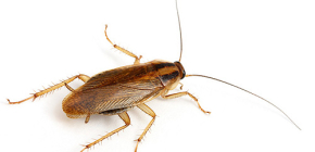 Bilder av olika typer av inhemska kackerlackor