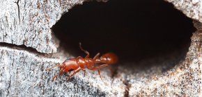 Hur många myror brukar leva och hur är deras liv i en anthill