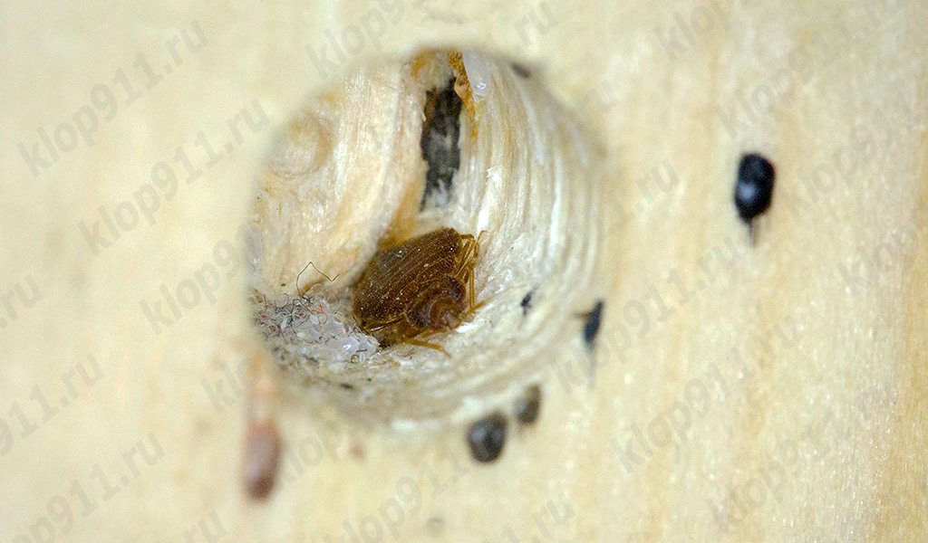 Bedbug bo i möbler