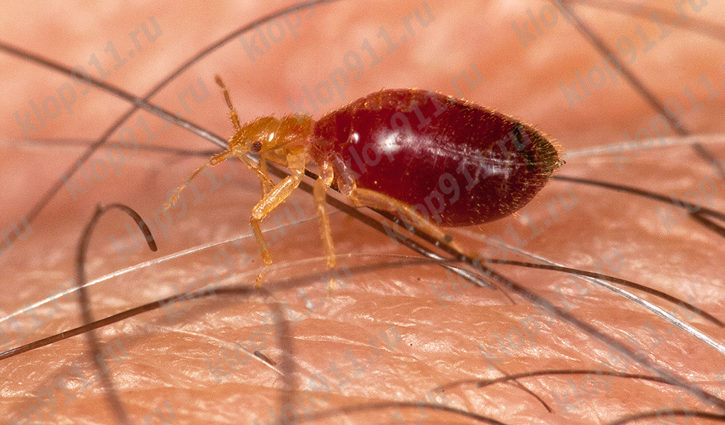 Bug larva efter mättnad