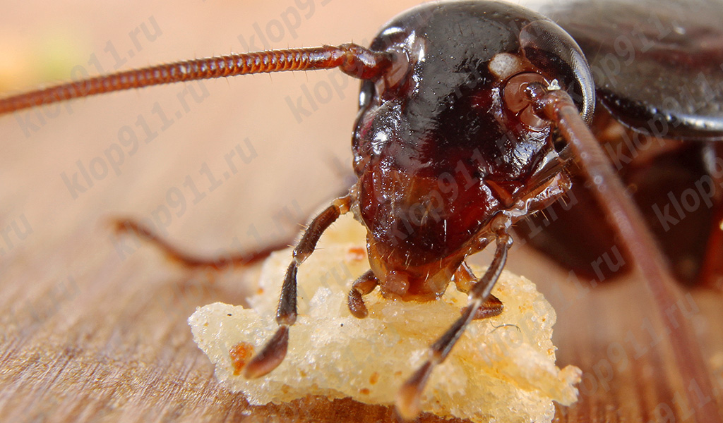 Kackerlacka äter bröd (makro foto)