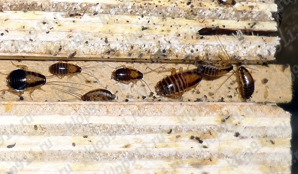 Uppsamling av nymfer röda kackerlacka i möbler